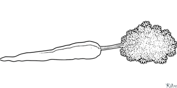 carota Pagine Di Culore Stampabile